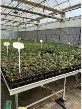 Seedling Film Greenhouse