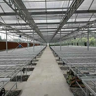 ٹشو کلچر گرین ہاؤس